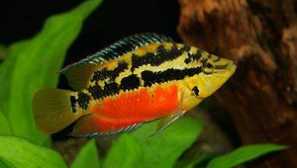 Аквариумна риба салвини цикхласома: описание, съдържание, размножаване